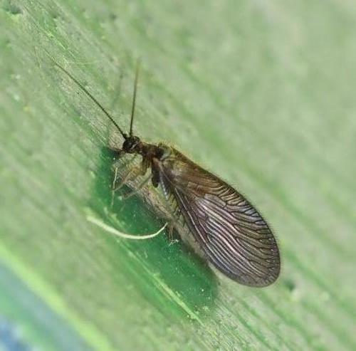 Sisyra nigra